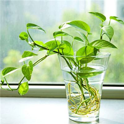 幸运彩票最新app